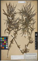 Foto von Salix viminalis L.